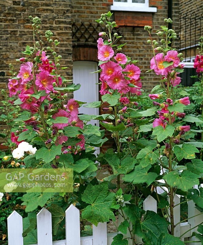 Alcea rosea - Hollyhocks in front garden