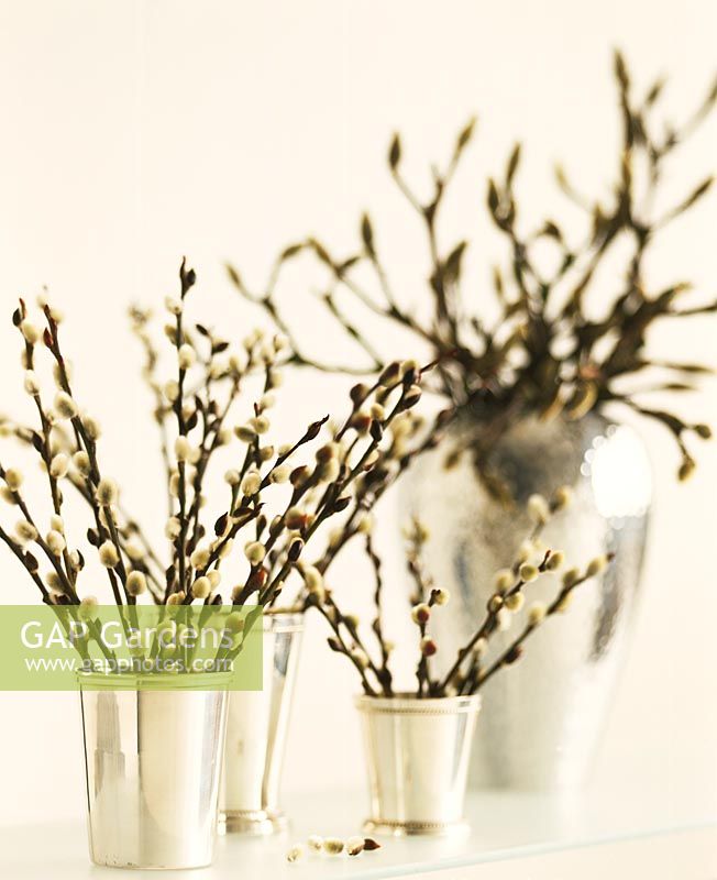 Salix - Pussy willow in metal vases
