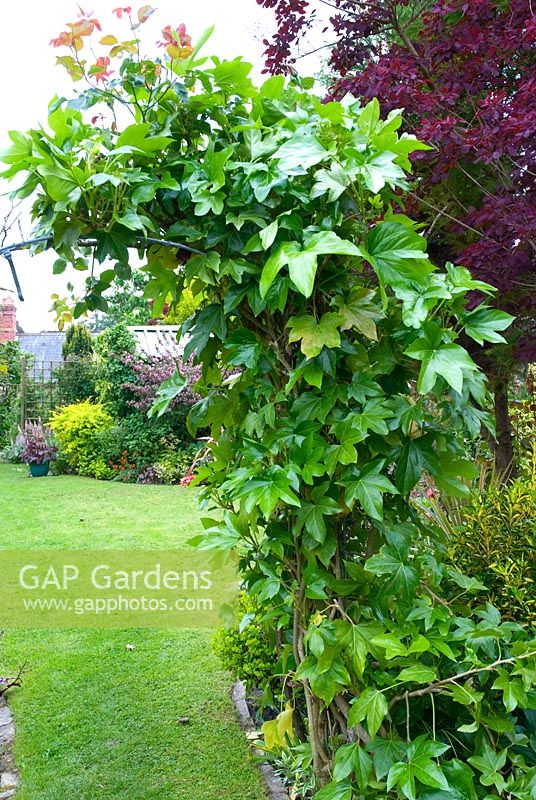 Fatsia japonica trained over an arch