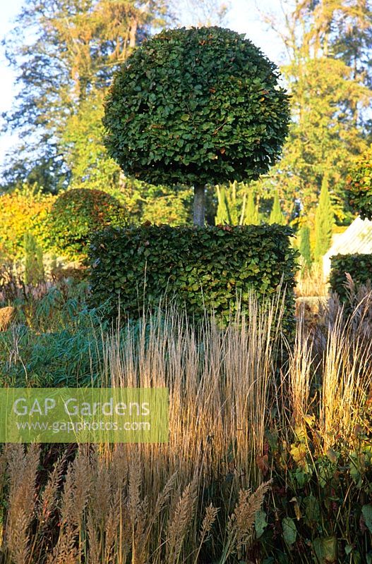 Frost on perennials and grasses with topiary Fagus - Beech at Broughton Grange, Oxfordshire