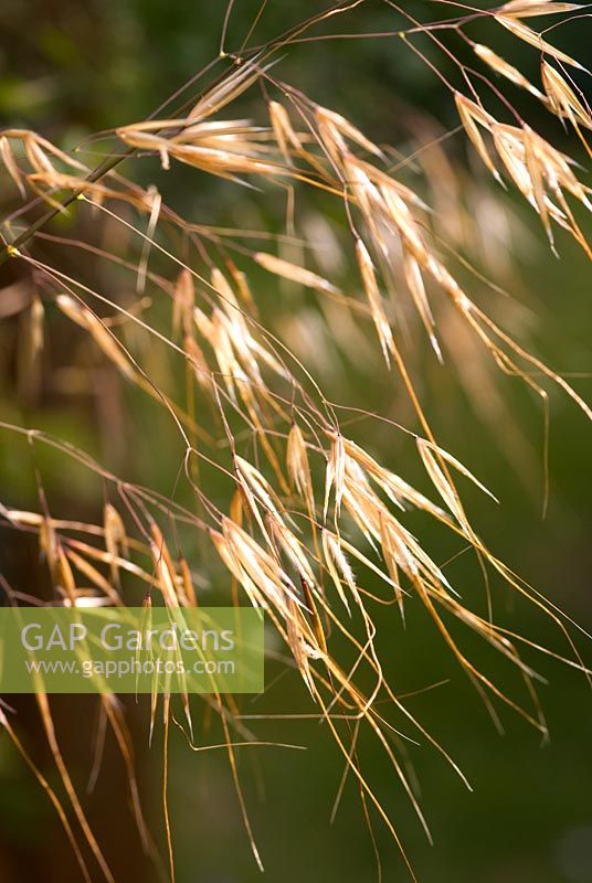 Stipa gigantea in late afternoon light