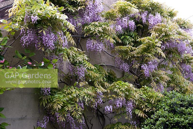 Wisteria trained against a wall