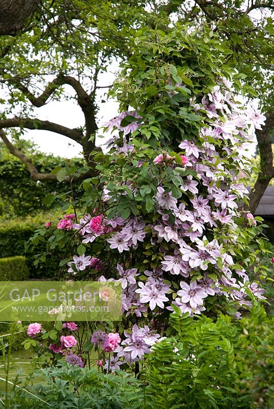 Clematis 'Nelly Moser' and Rosa