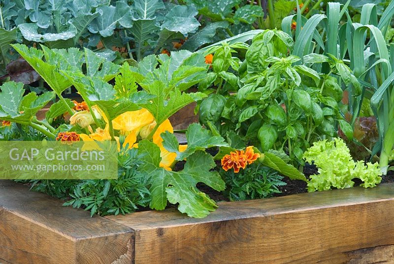 Raised wooden vegetable beds with Courgette, Tagetes and Basil - RHS Hampton Court Flower Show