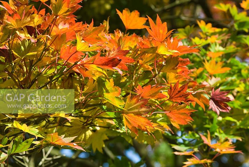 Acer shirasawanum with Autumn foliage