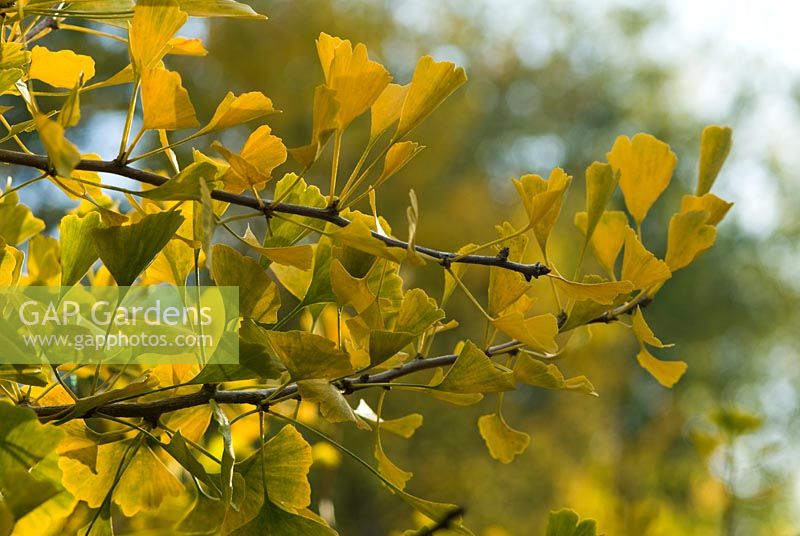 Ginkgo biloba 'Compacta' in autumn