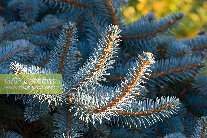 Picea pungens 'Pendula' - Weeping Blue Spruce