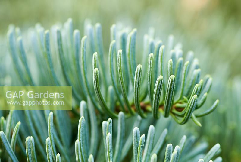 Abies magnifica foliage