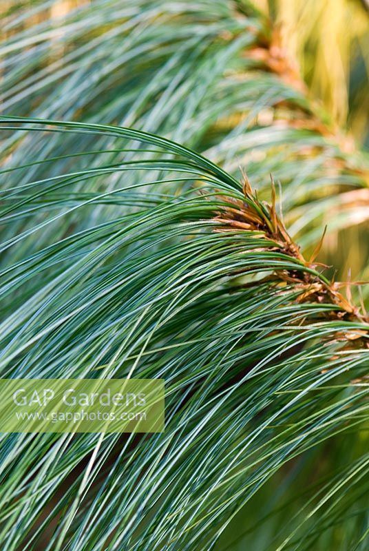 Pinus wallichiana folliage