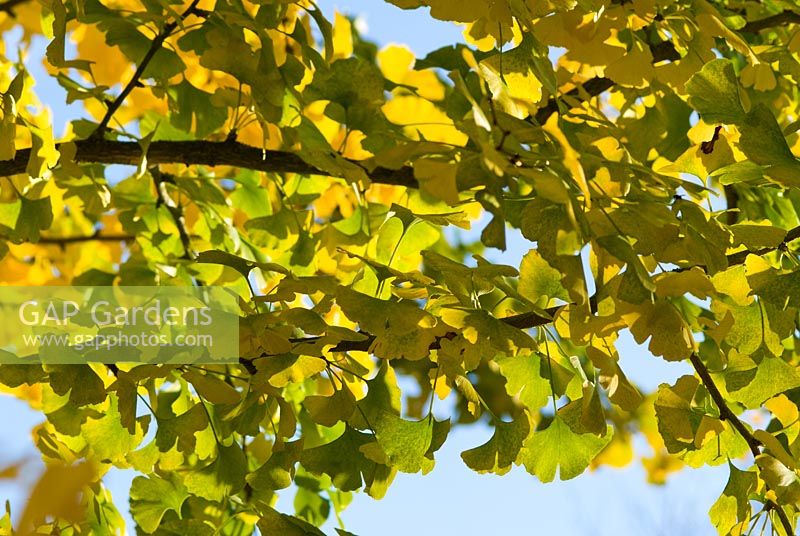 Ginkgo biloba foliage in autumn