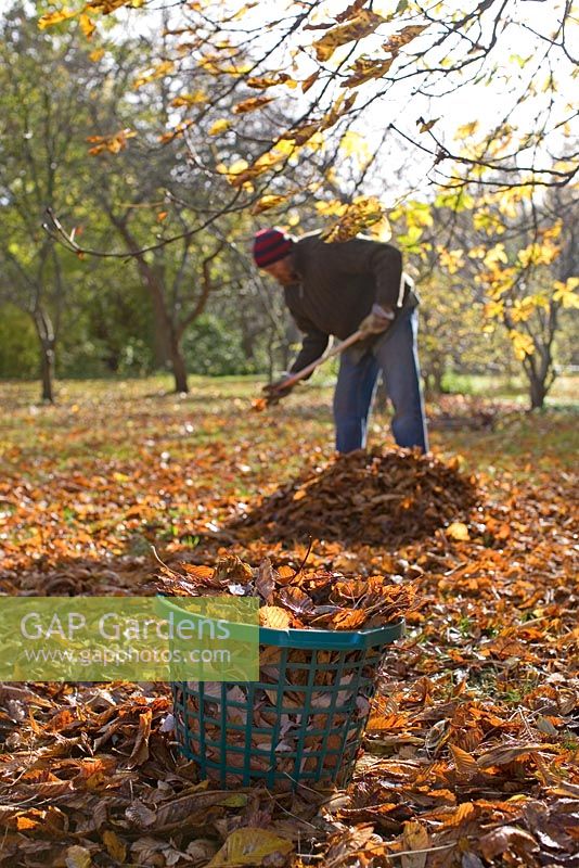 Man raking leaves under Chestnut tree