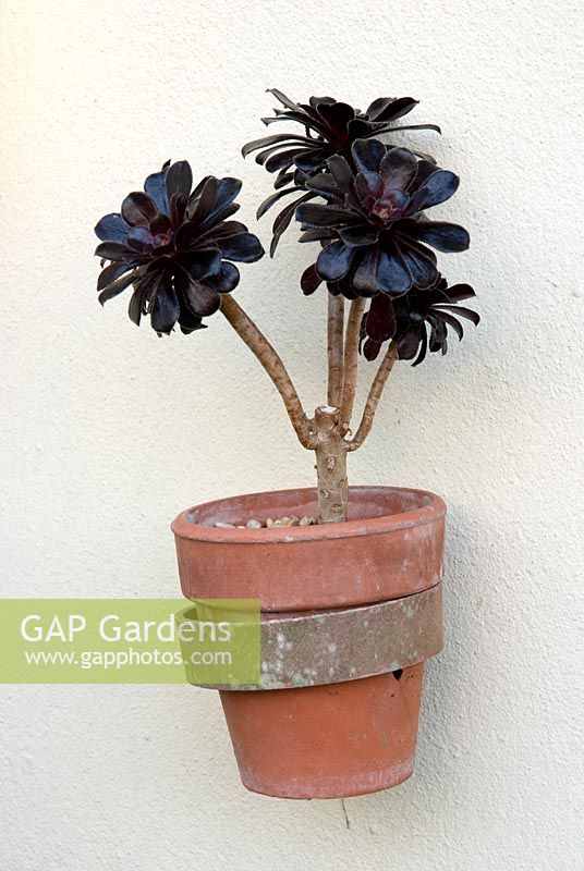 Aeonium plant in wall mounted terracotta pot