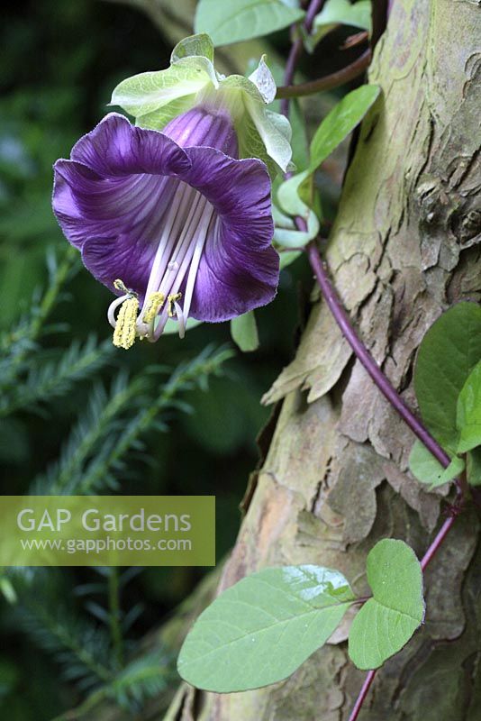 Cobaea scandens - Cup and Saucer Plant growing up a tree trunk