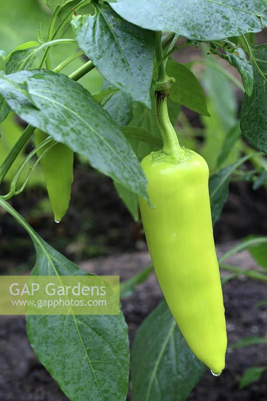 Capsicum 'Hungarian Hot Wax' - Chillies growing in a greenhouse