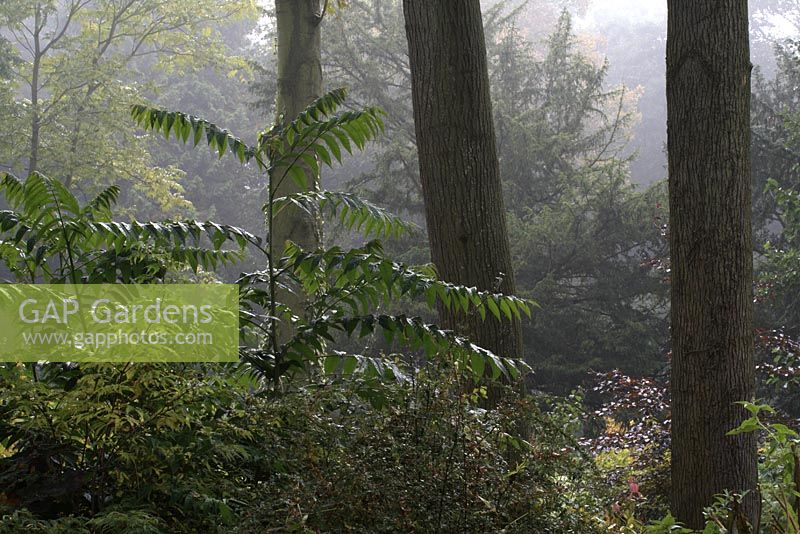 Coppiced Ailanthus altissima - Tree-of-Heaven in foreground, backed by Sorbus - Mountain Ash tree trunks and Taxus in background in misty morning