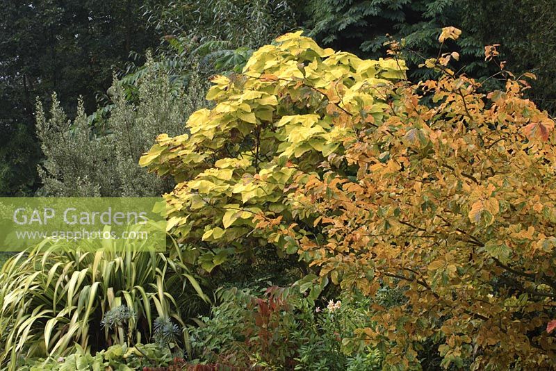 Mixed autumnal bed - Parrotia persica - Persian Ironwood on right, Catalpa bignonioides - Indian Bean Tree in centre, Phormium and Rhamnus alaternus 'Argenteo-variegata'