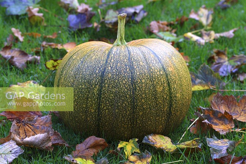 Cucurbita 'Jack of all Trades' - Pumpkin  on lawn surrounded by autumn leaves