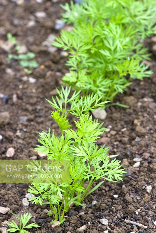 Young seedlings of Carrot 'Autumn King'
