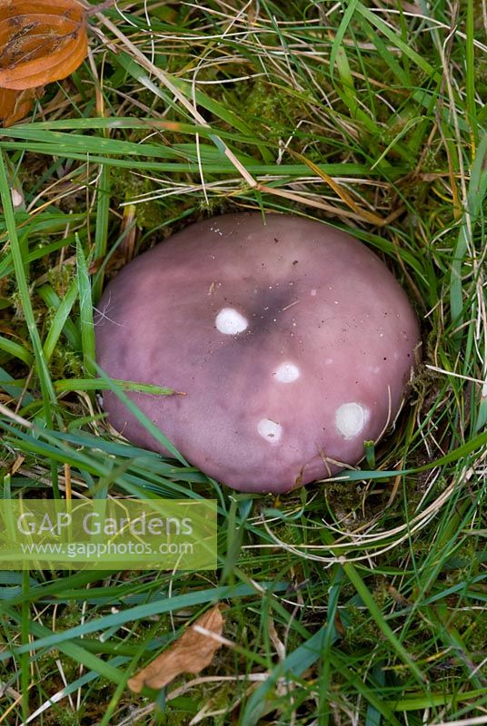 Charcoal Burner - Charbonnière, Frauentäubling, Russule charbonnière, Russula cyanoxantha. Edible wild mushroom