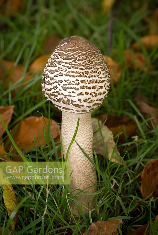 Lepiota rhacodes - Young edible parasol mushroom