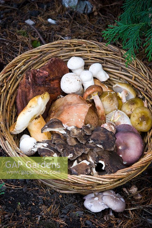 Edible wild mushrooms in a wicker basket - Beefsteak Mushroom, Stalked Puffballs, Honey Fungus, Hen of the Wood, Boletus with Wood Blewits in the foreground