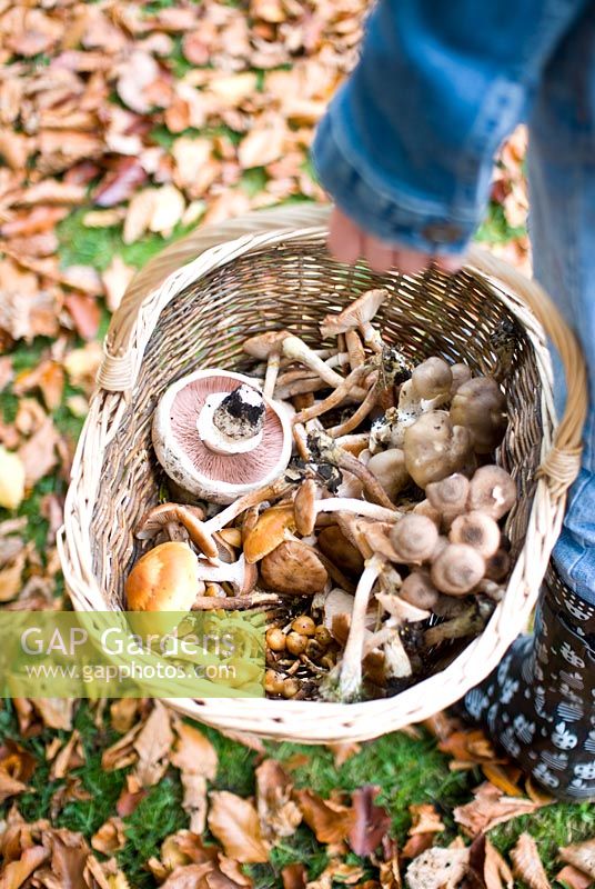 Harvest of wild mushrooms in a wicker basket including - Agaricus bitorquis - Asphalt Mushroom, Lyophyllum decastes - Fried Chicken Mushroom and Amillarea mellea - Honey Fungus 