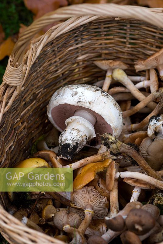 Harvested wild mushrooms in a wicker basket including Asphalt Mushroom, Fried Chicken Mushroom and Honey Fungus 