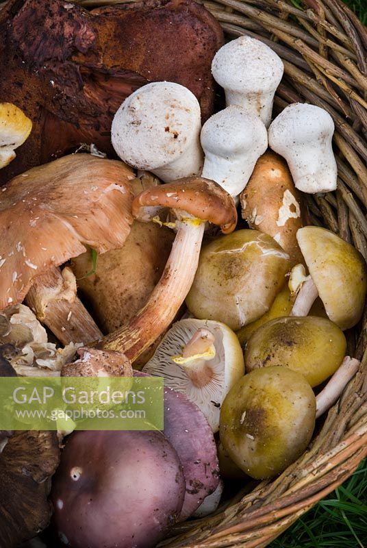 Edible wild mushroom harvest including - Beefsteak mushroom, stalked puffballs, honey fungus and hen of the wood