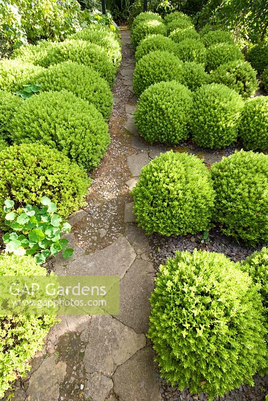 Clipped topiary balls beside path
