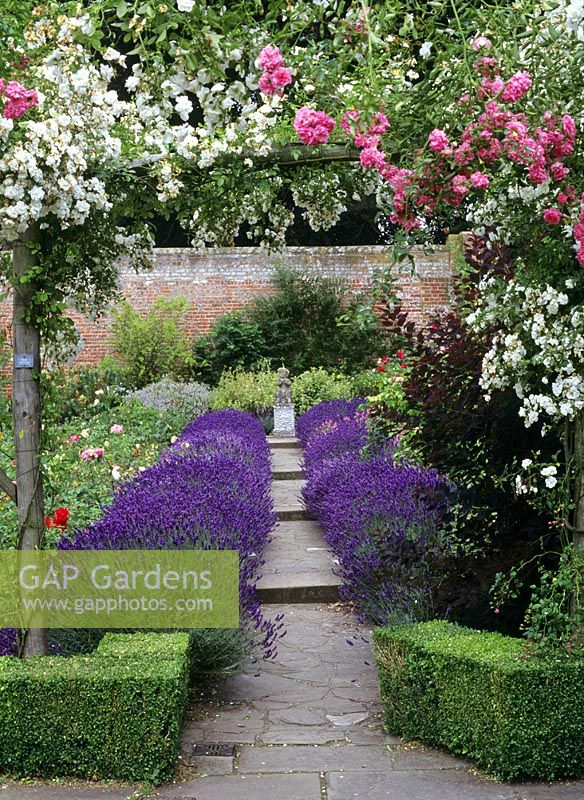 Rose garden with lavender walk - Polesden Lacey, Guildford