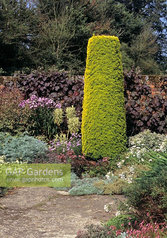 Taxus baccata 'Standishii' AGM - Pillar shaped topiary in mixed flower bed at Coates Manor Garden
