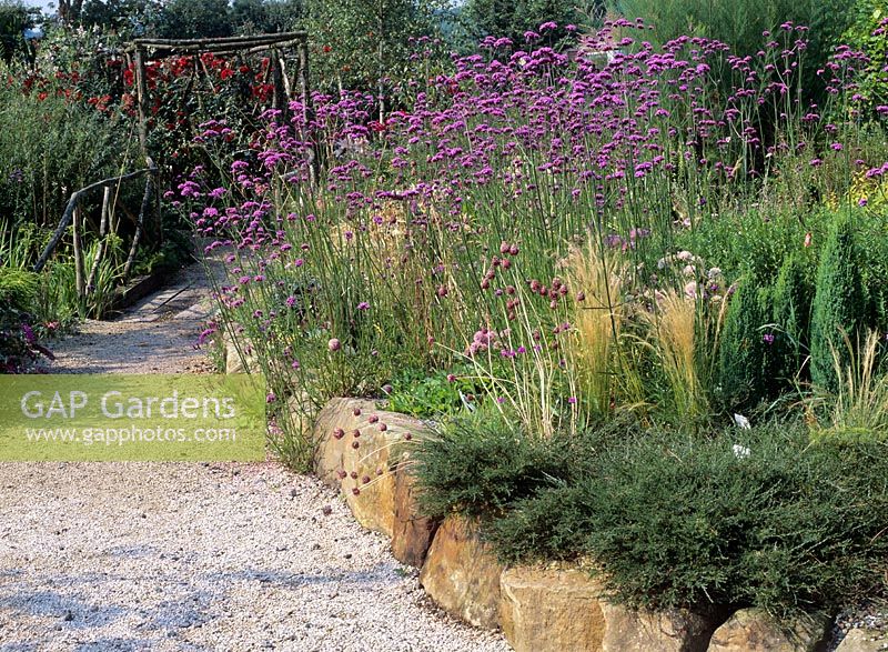 Verbena Bonariensis along gravel path in raised bed of mixed planting - Merriments Garden, Sussex