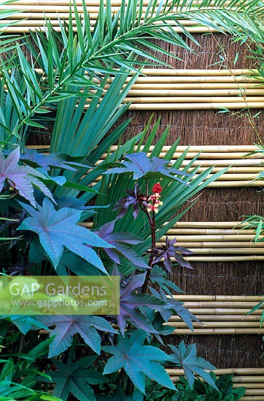 Ricinus communis with a bamboo and brushwood screen fence in the 'Hideaway' garden, RHS Hampton Court Flower Show