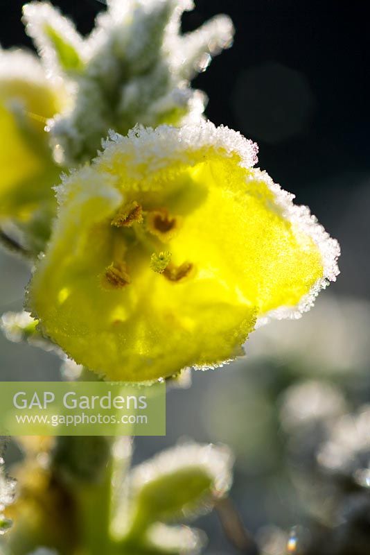 Oenoethera biennis - Frosty Evening Primrose 
