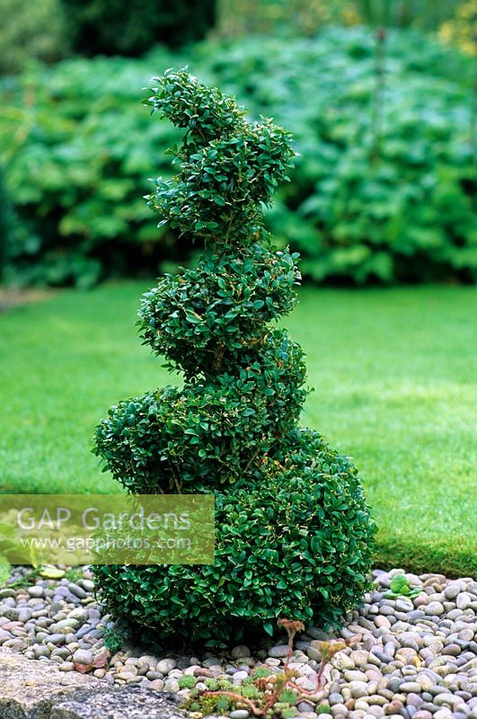 Topiary Buxus spiral in gravel. Designed by Alan Titchmarsh at Barleywood, Hampshire.