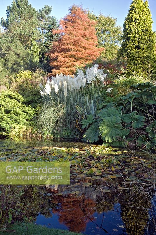 Mature trees and Pampass Grass around pool at Dorothy Clive Garden, Staffordshire NGS 