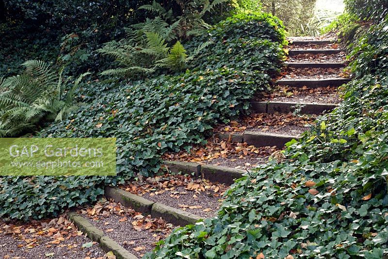 Pathway carpeted either side by ivy and ferns - Dorothy Clive Garden Staffordshire NGS