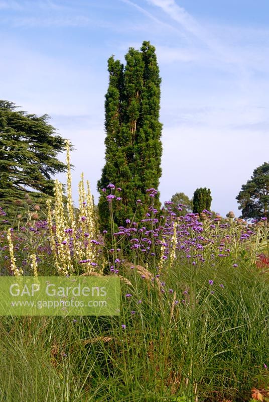 Mixed perennials including Verbascum, Verbena bonariensis and Taxus baccata 'Fastigiata Robusta' - The Italian Gardens at Trentham 