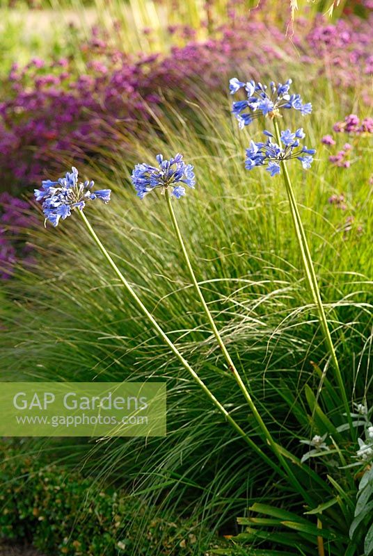 Agapanthus 'Headbourne Hybrids' backed by ornamental grass - The Italian Gardens at Trentham