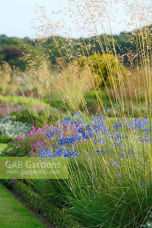 Mixed perennials and ornamental grasses including Stipa gigantea, Agapanthus 'Headbourne Hybrids' - The Italian Gardens at Trentham
