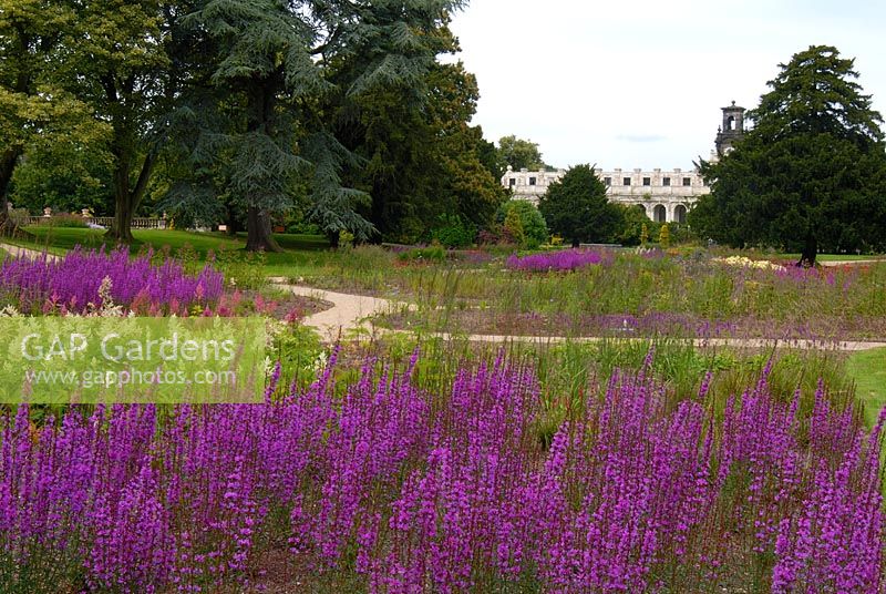 Lythrum virgatum in the newly planted Floral Prairies and Natural Meadow, designed by Piet Oudolf at Trentham Gardens