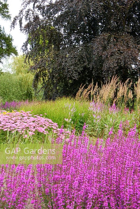 New planting of mixed perennials and grasses including Lythrum virgatum and Achillea in the Floral Prairies and Natural Meadow, designed by Piet Oudolf at Trentham Gardens