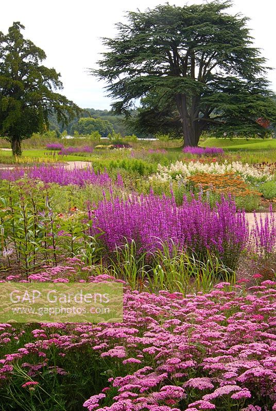 New planting of mixed perennials and grasses including Achillea 'Summerwine', Lythrum virgatum and Astilbe in the Floral Prairies and Natural Meadow, designed by Piet Oudolf at Trentham Gardens