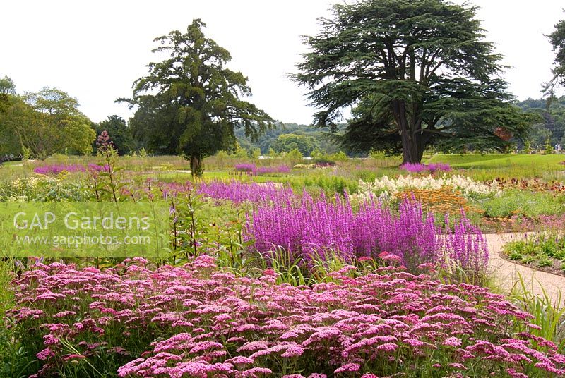 New planting of mixed perennials and grasses including Achillea 'Summerwine', Lythrum virgatum and Astilbe in the Floral Prairies and Natural Meadow designed by Piet Oudolf at Trentham Gardens
