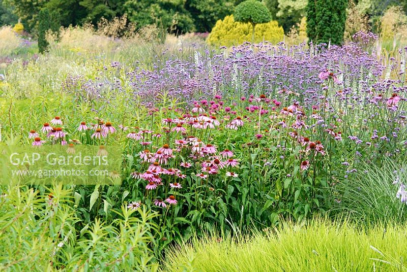 Mixed perennials and ornamental grasses including Veronicastrum, Echinacea and Verbena bonariensis - The Italian Garden at Trentham designed by Tom Stuart-Smith