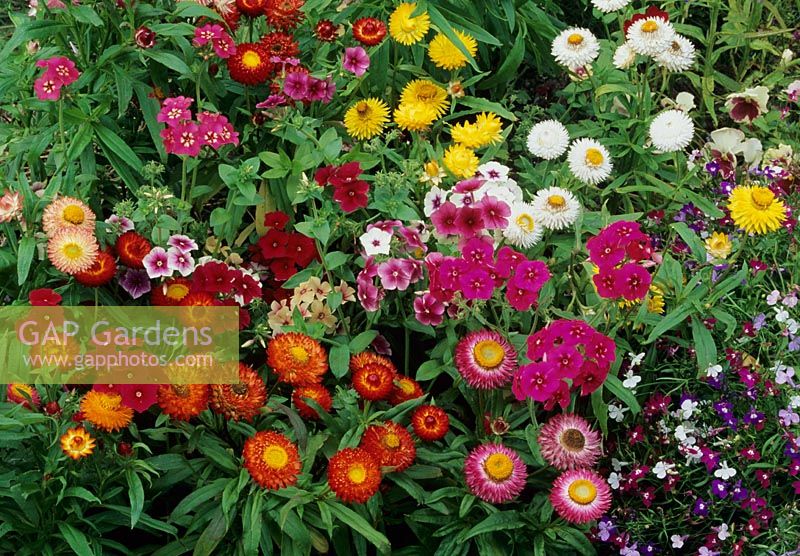 Long lasting summer colour with strawflowers - Helichrysum 'Bright Bikini' and annual phlox - Phlox drummondii 'Tapestry'