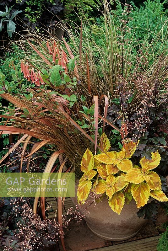 Chocolate, orange and copper colour themed  summer contianer - Solenostemon 'Freckles' with Phormium 'Pink Panther', Festuca 'Sea Urchin', Phygelius x rectus 'Winchester Fanfare', Carex buchananii and Heuchera 'Chocolate Ruffles'