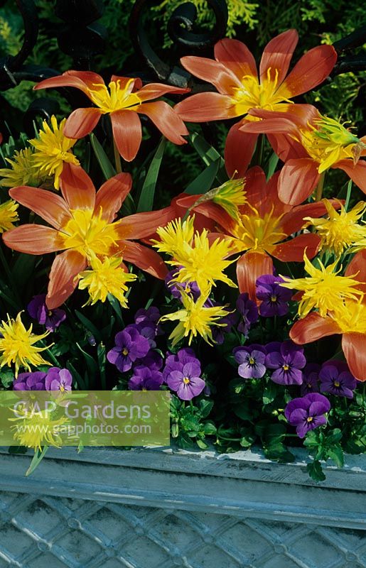 Tulipa 'Scarlet Baby' with Narcissus 'Rip van Winkle' and blue Violas in a grey fibreclay trough 