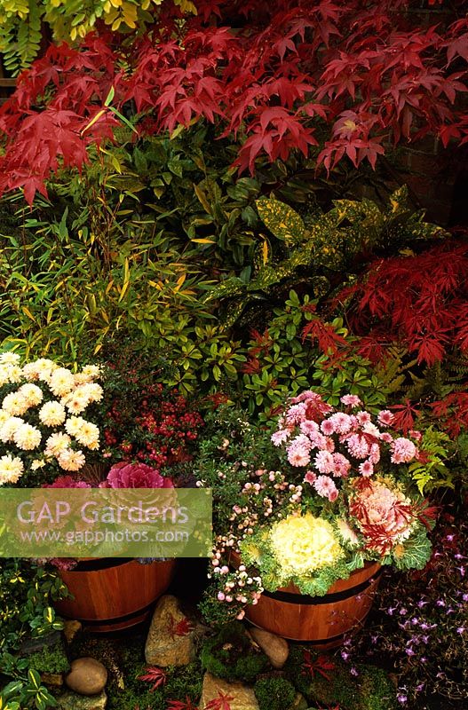 Wooden tubs filled with colourful berries, flowers and leaves for Autumn effect. Pernettyas - Gaultheria mucronata with Chrysanthemums and ornamental cabbages and kale with Japanese Maples Acer palmatum 'Osakazuki' and Acer palmatum 'Dissectum Atropurpureum' colouring up in the background