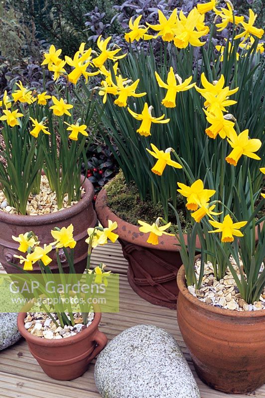 Four popular varieties of daffodil in terracotta pots and pans. Narcissus 'Tete-a-tete', Narcissus 'February Gold' in basketweave pan, Narcissus 'Jetfire' in foreground and Narcissus 'Quince' in smallest pot